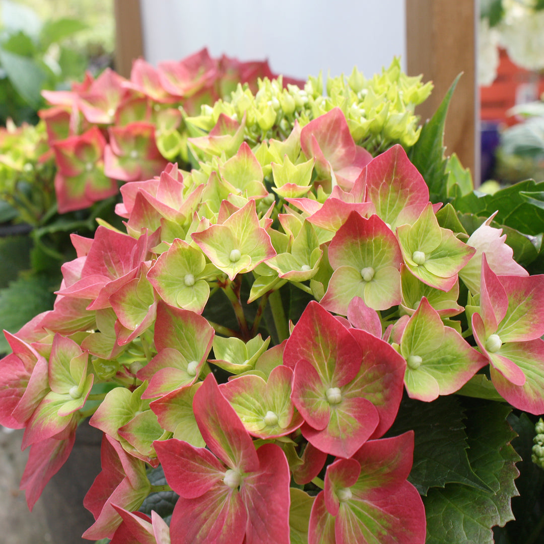 Hydrangea macrophylla 'Leuchtfeuer' Mophead Hydrangea, 2 Gallon Shrub