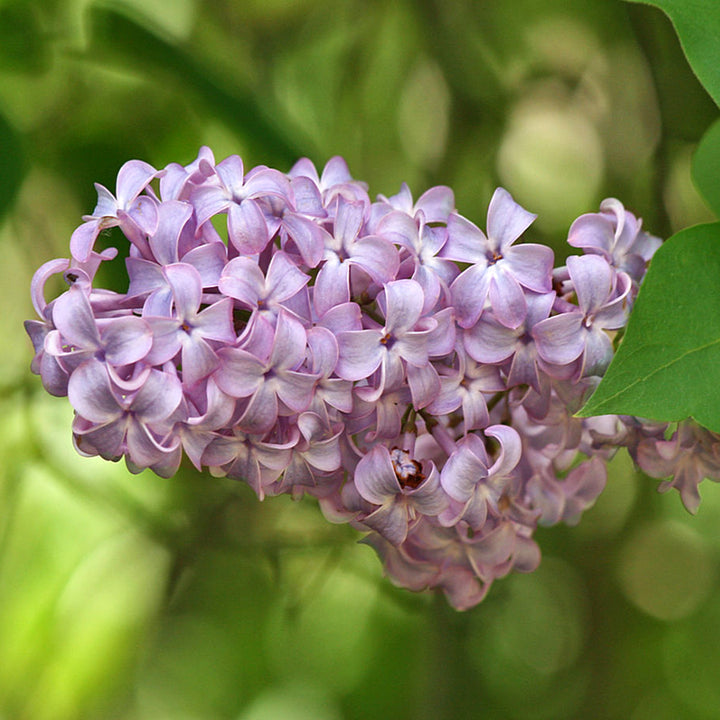 Syringa vulgaris Common Lilac, 7 Gallon Shrub
