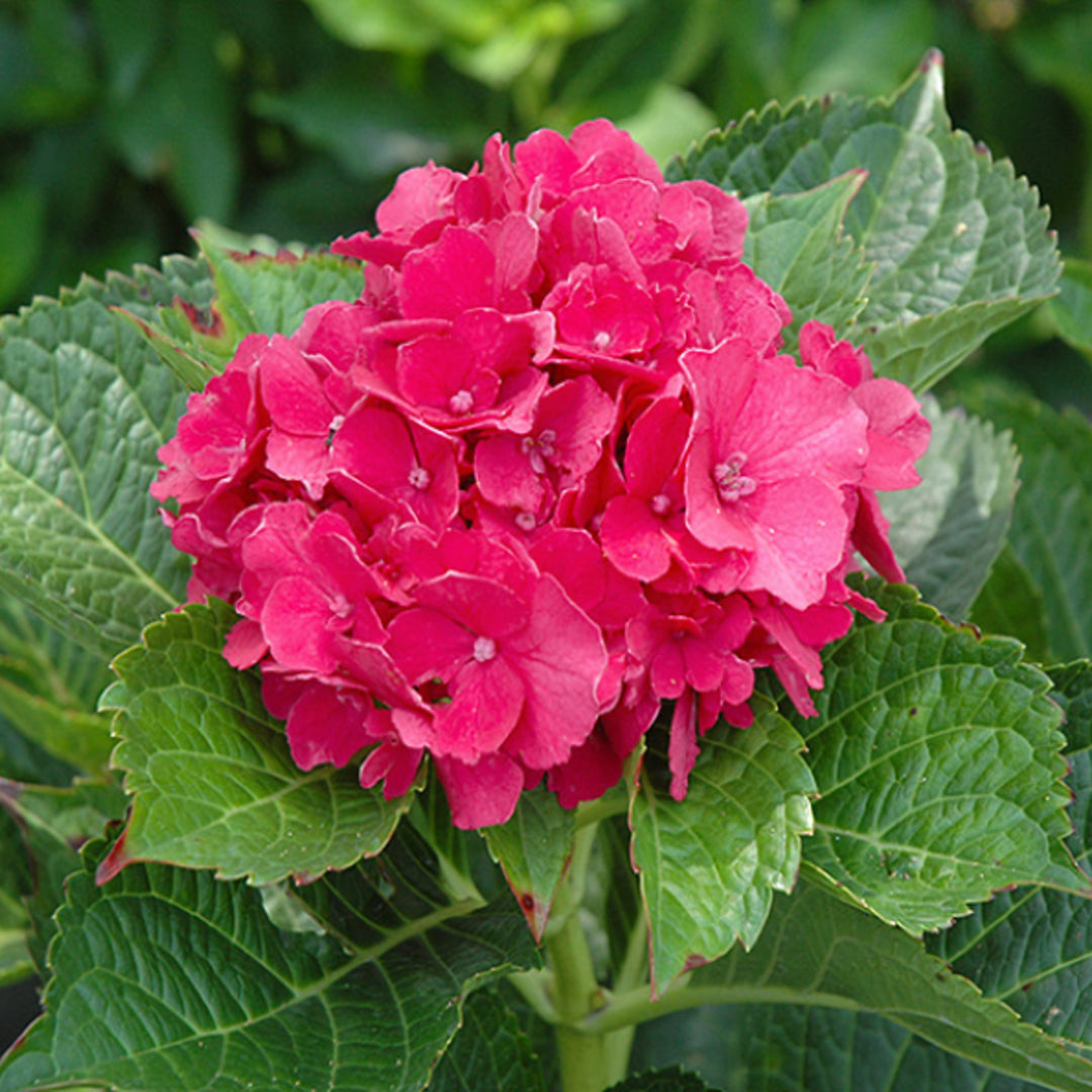 Hydrangea macrophylla 'Masja' Mophead Hydrangea, 2 Gallon Shrub