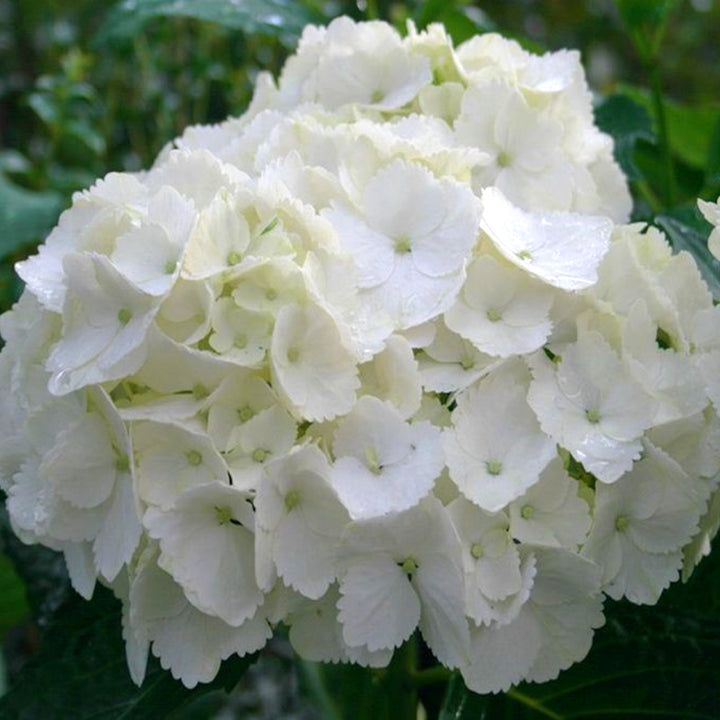 Hydrangea macrophylla 'Sister Theresa' Mophead Hydrangea, 2 Gallon Shrub