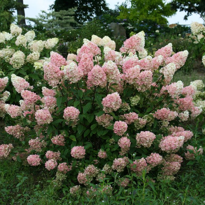 Hydrangea paniculata 'Rensun' PP25438 First Editions® Strawberry Sundae® Panicle Hydrangea, 2 Gallon Shrub