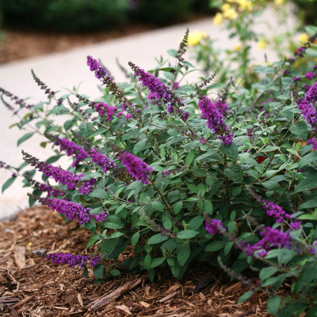 Buddleia x 'Blue Chip Jr.' PP26581 Lo & Behold® Blue Chip Jr. Butterfly Bush, 2 Gallon Shrub