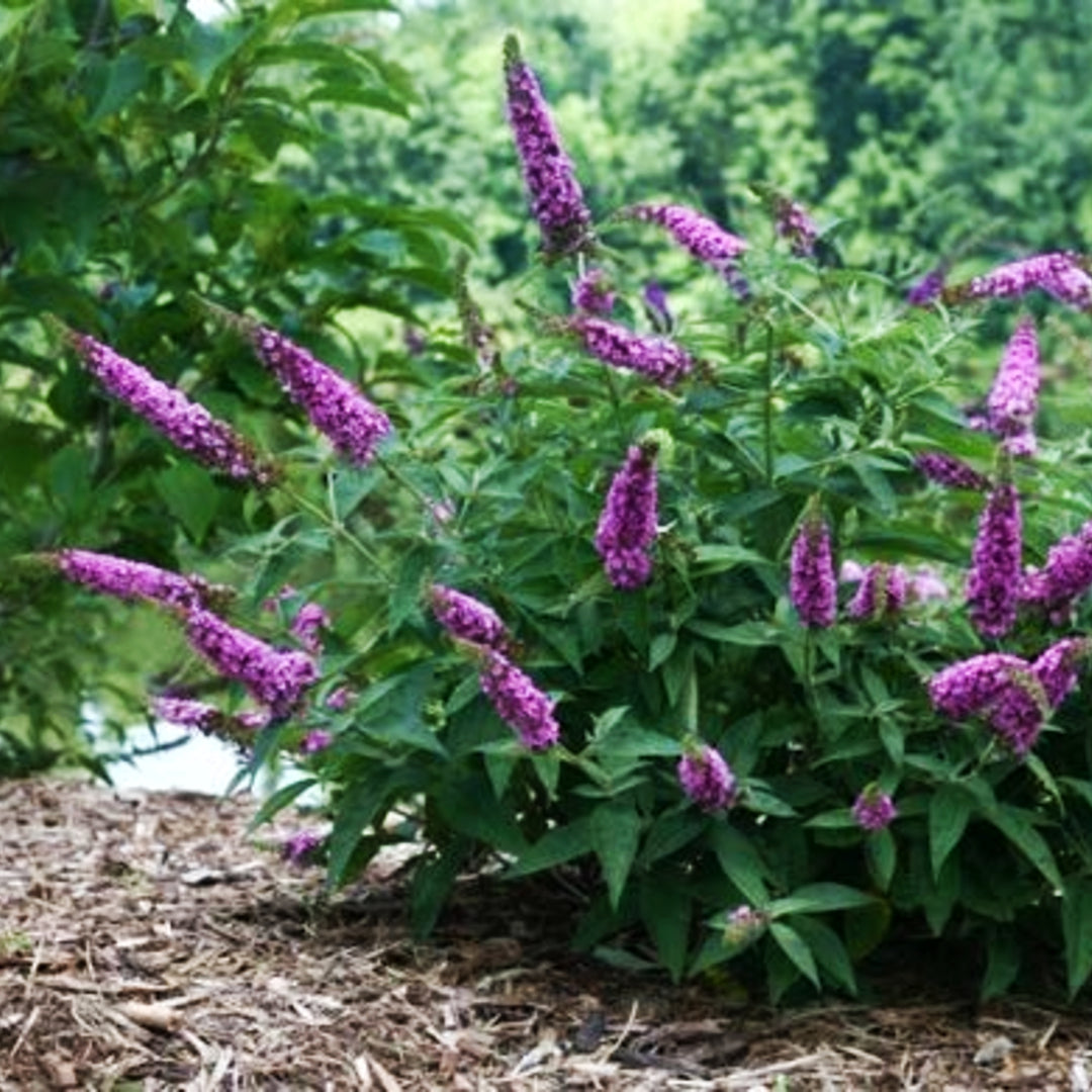 Buddleia x 'Pink Micro Chip' PP26547 Lo & Behold® Pink Micro Chip Butterfly Bush, 2 Gallon Shrub