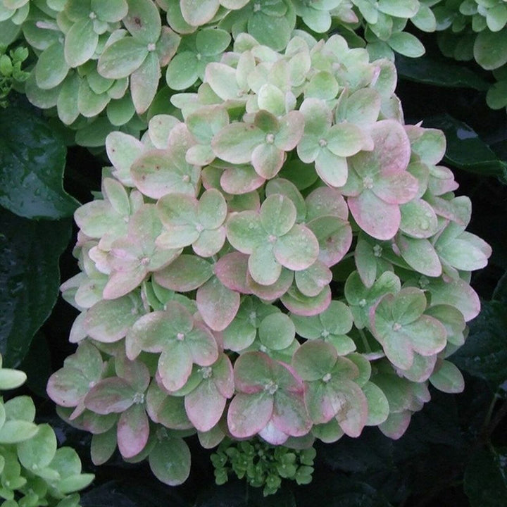 Hydrangea paniculata 'Jane' PP22330 Little Lime® Panicle Hydrangea, 2 Gallon Shrub