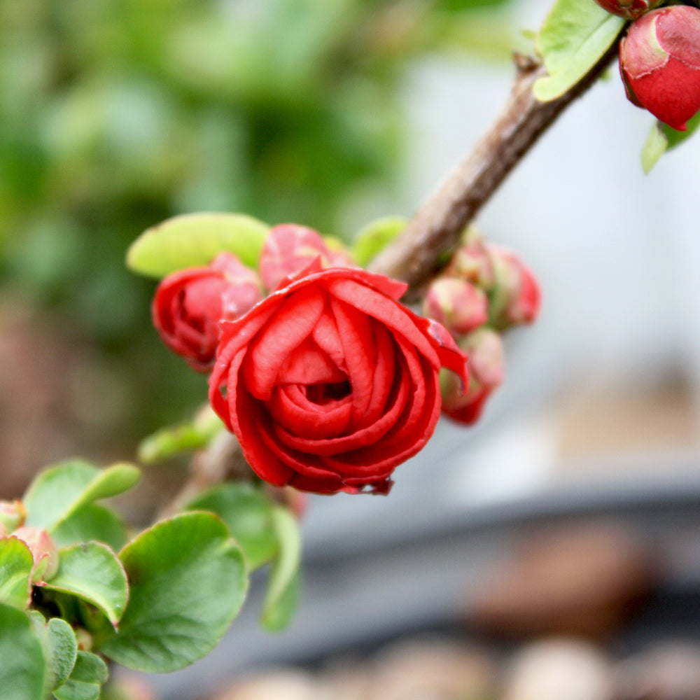 Chaenomeles speciosa 'Scarlet Storm' PP20951 Double Take® Scarlet Flowering Quince, 1 Gallon Shrub
