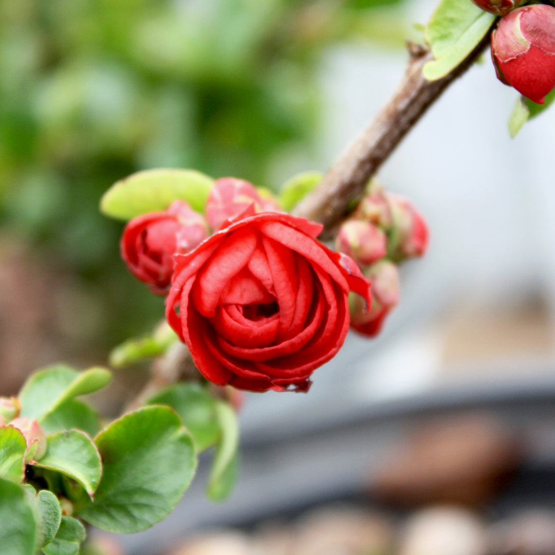 Chaenomeles speciosa 'Scarlet Storm' PP20951 Double Take® Scarlet Flowering Quince, 1 Gallon Shrub
