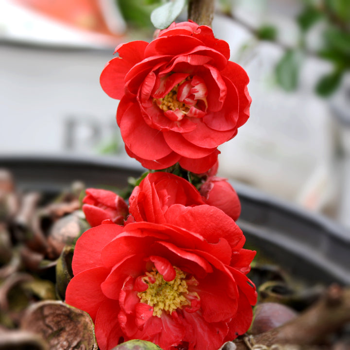 Chaenomeles speciosa 'Scarlet Storm' PP20951 Double Take® Scarlet Flowering Quince, 1 Gallon Shrub