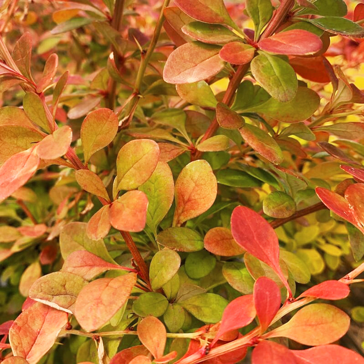 Berberis thunbergii 'O'Byrne' PP26546 Sunjoy® Tangelo™ Barberry, 1 Gallon Shrub
