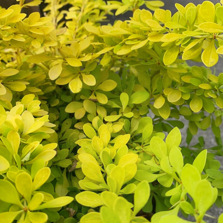Berberis thunbergii 'Koren' PP24818 Sunjoy® Citrus Barberry, 1 Gallon Shrub