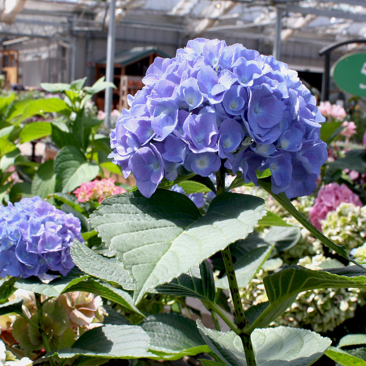 Hydrangea macrophylla 'Blue Danube' Mophead Hydrangea, 2 Gallon Shrub