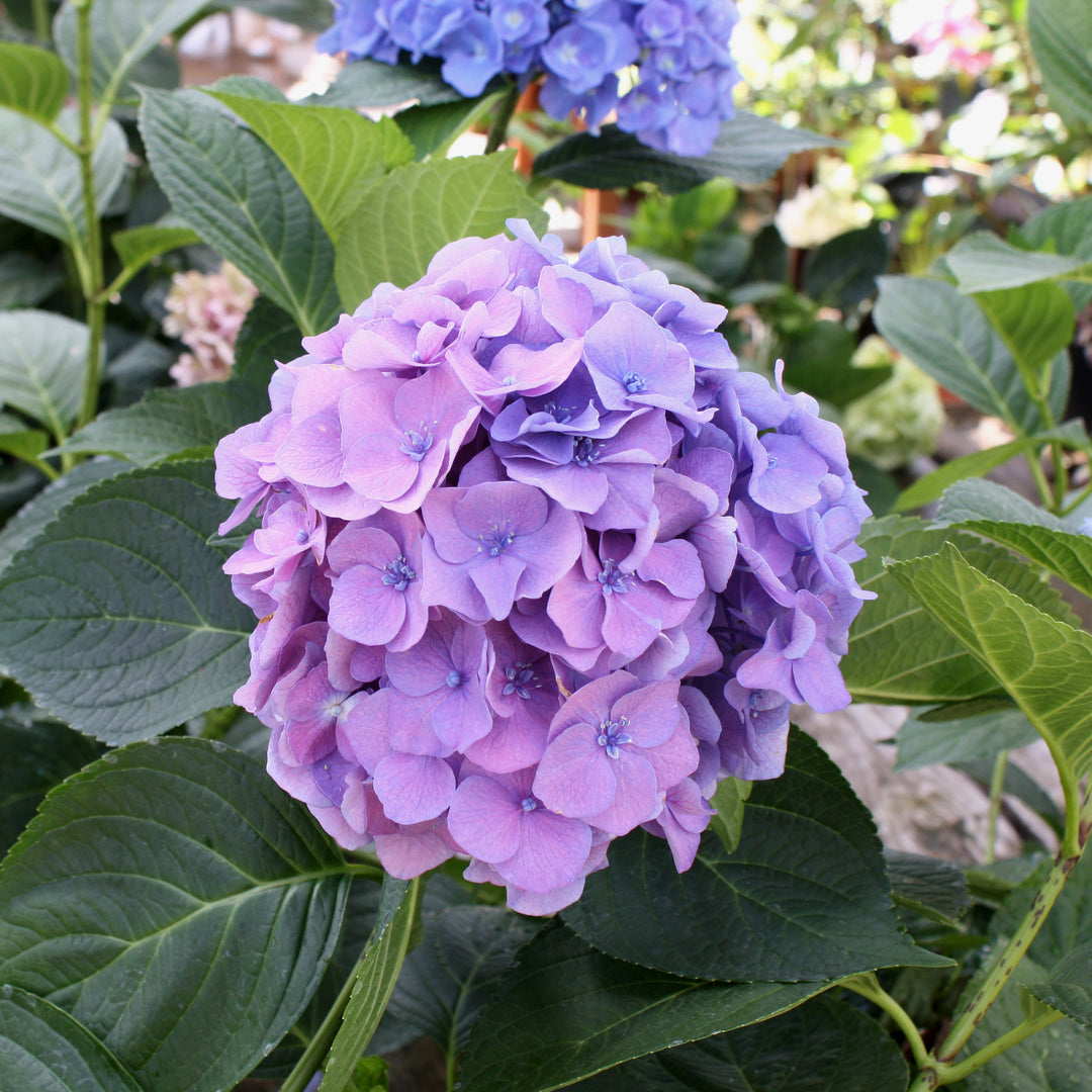 Hydrangea macrophylla 'Blue Danube' Mophead Hydrangea, 2 Gallon Shrub