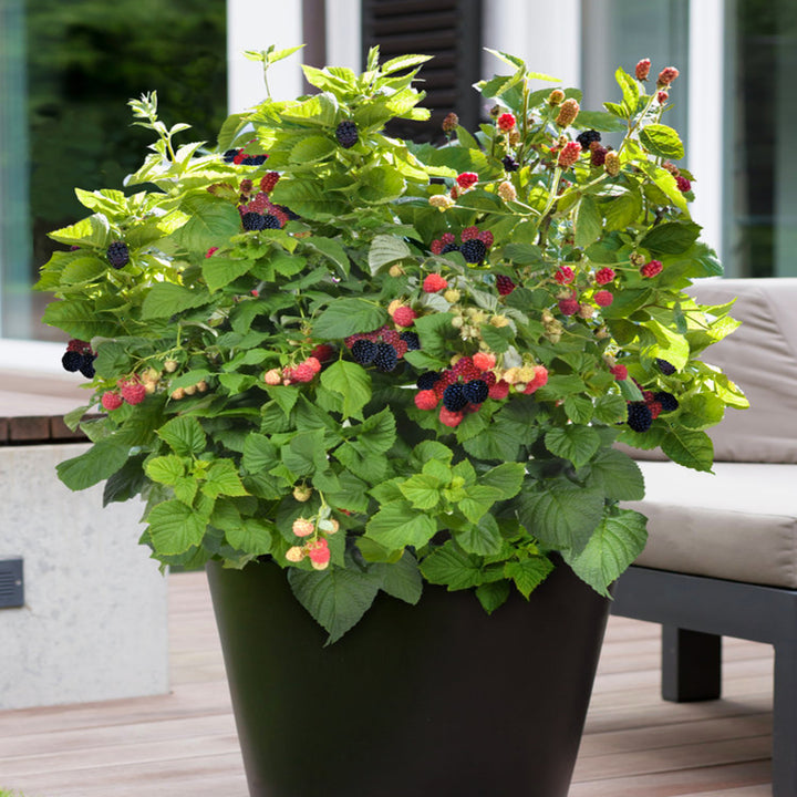 Rubus ideaus 'Baby Cakes Blackberry Bush' Raspberry, 2 Gallon Vine
