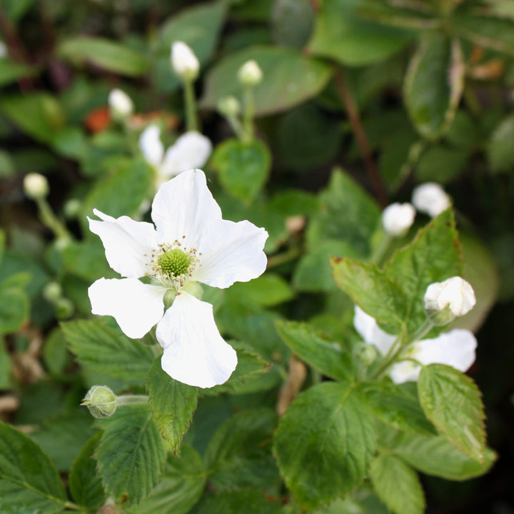 Rubus ideaus 'Baby Cakes Blackberry Bush' Raspberry, 2 Gallon Vine