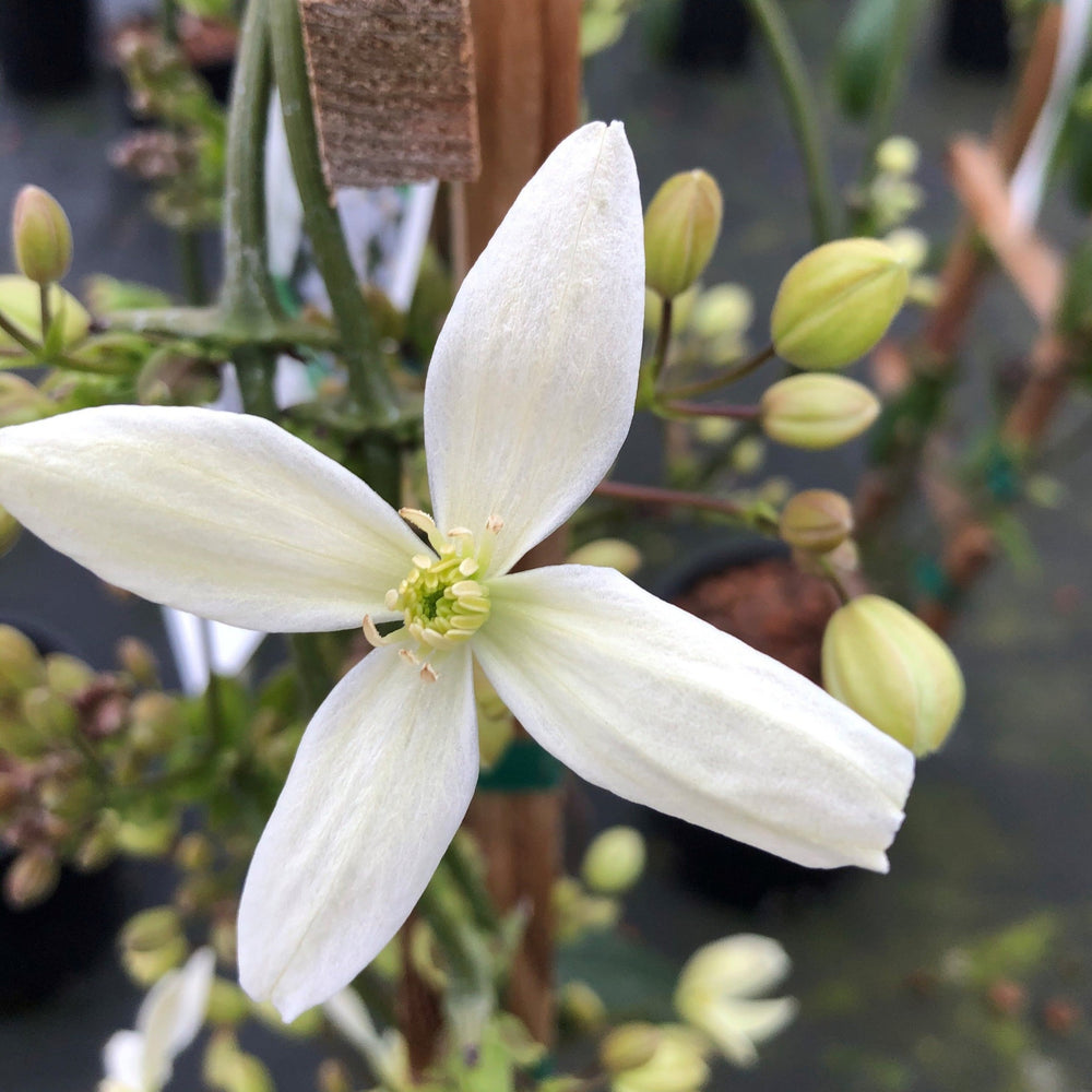 Clematis 'Snowdrift' Evergreen Clematis, 2 Gallon Vine