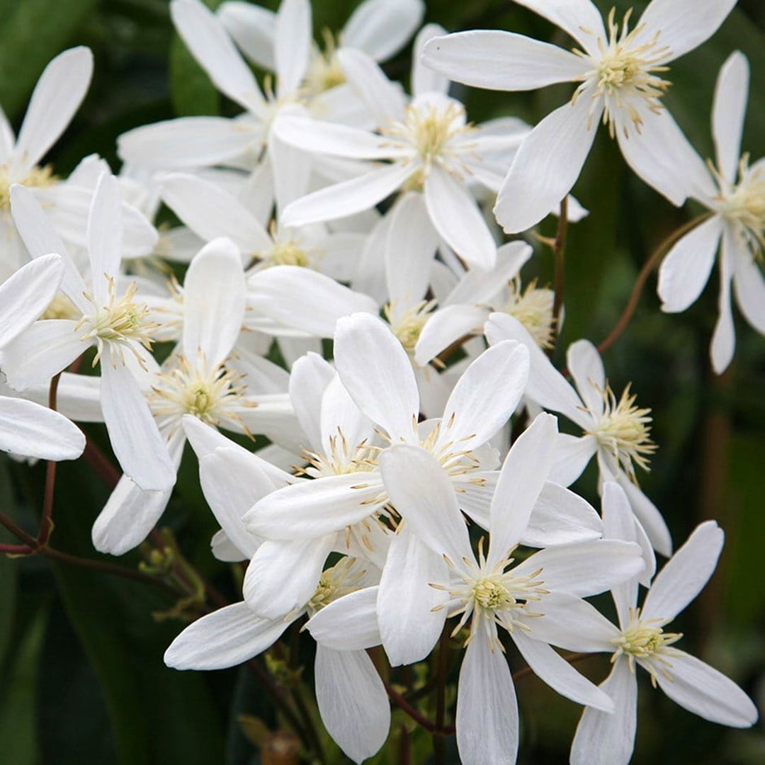 Clematis 'Snowdrift' Evergreen Clematis, 2 Gallon Vine