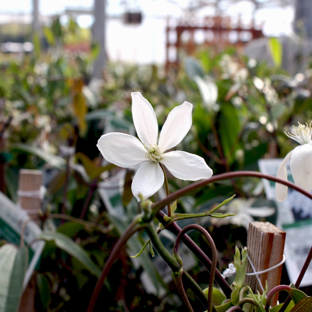 Clematis 'Snowdrift' Evergreen Clematis, 2 Gallon Vine