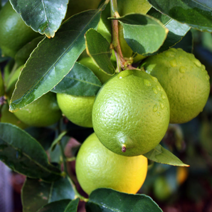 Citrus x latifolia 'Bearss' Seedless Lime, 10 Inch Shrub