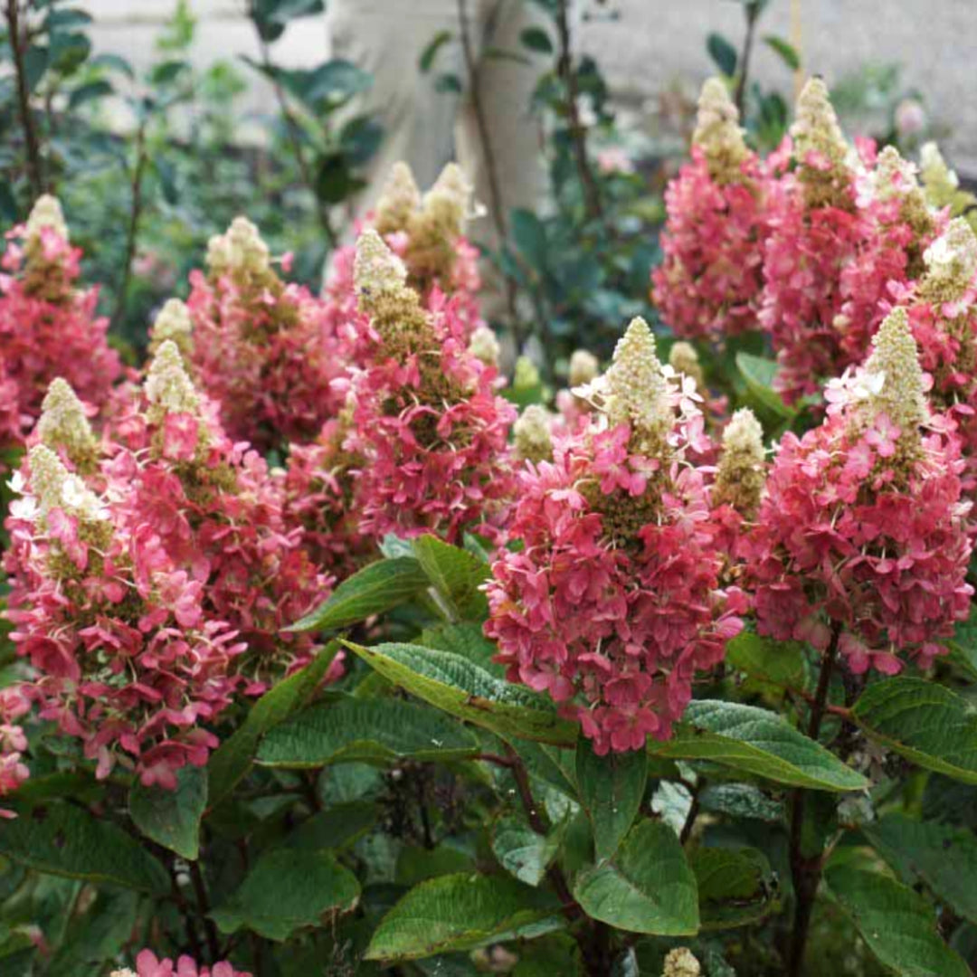 Hydrangea paniculata 'Hpopr013' PP27472 Candelabra® Panicle Hydrangea, 2 Gallon Shrub