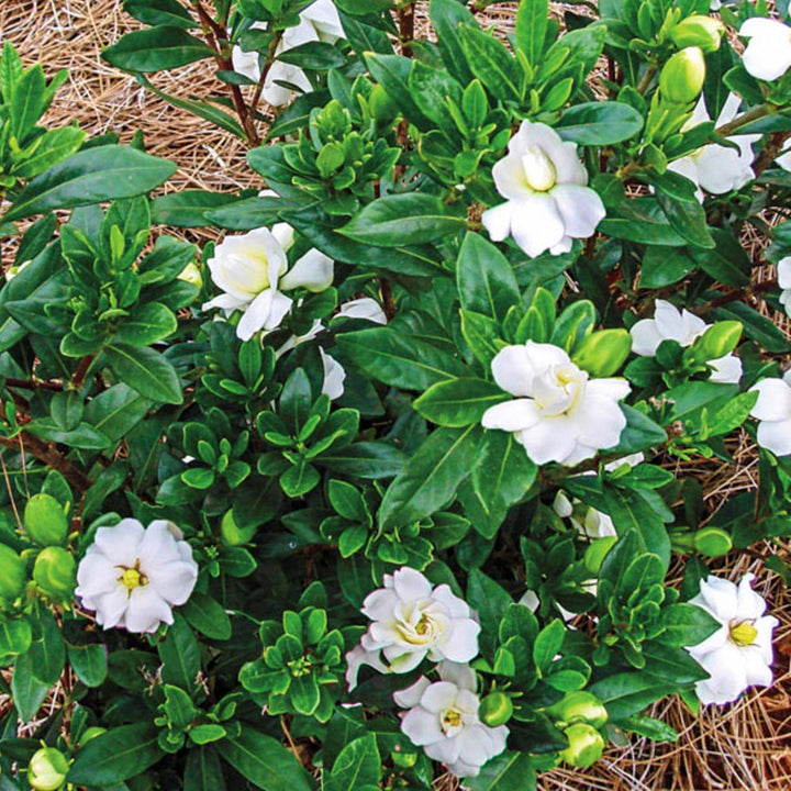 Gardenia jasminoides 'Double Mint' PP23507 First Edition's® Double Mint Gardenia, 2 Gallon Shrub