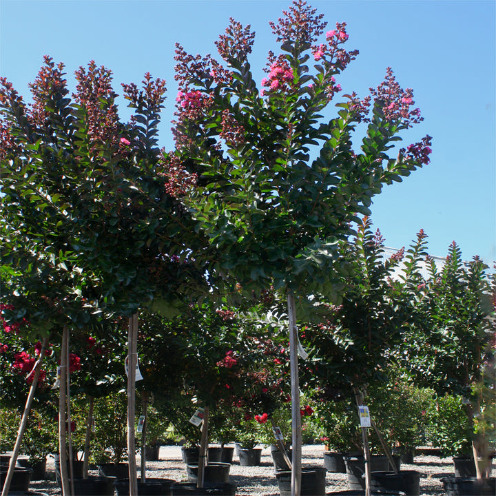 Lagerstroemia indica 'Whit Iii' Pink Velour Crape Myrtle Tree, 15 Gallon Tree