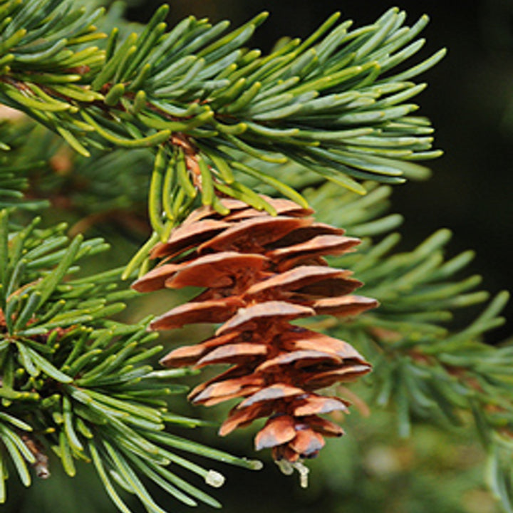 Tsuga mertensiana Mountain Hemlock, 60-72 Inches Tree
