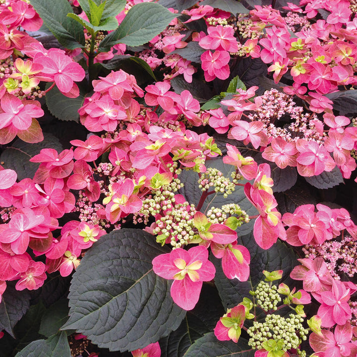 Hydrangea serrata 'SMNMAKTSR' PP28672 Tuff Stuff™Red Mountain Hydrangea, 2 Gallon Shrub