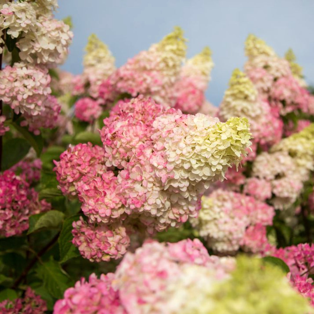 Hydrangea paniculata 'Renba' PP28509 First Editions® Berry White® Panicle Hydrangea, 2 Gallon Shrub