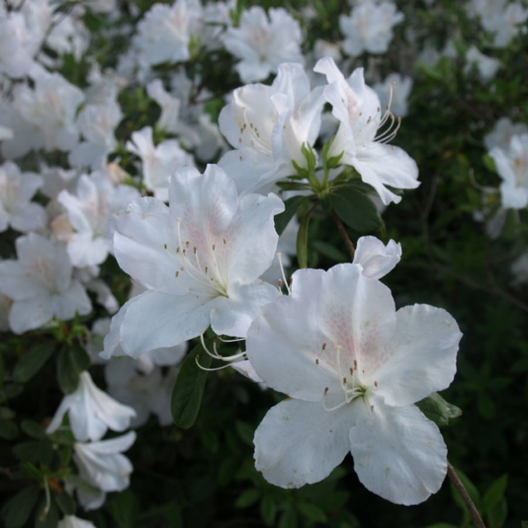 Rhododendron x 'Treasure' Azalea, 1 Gallon Shrub