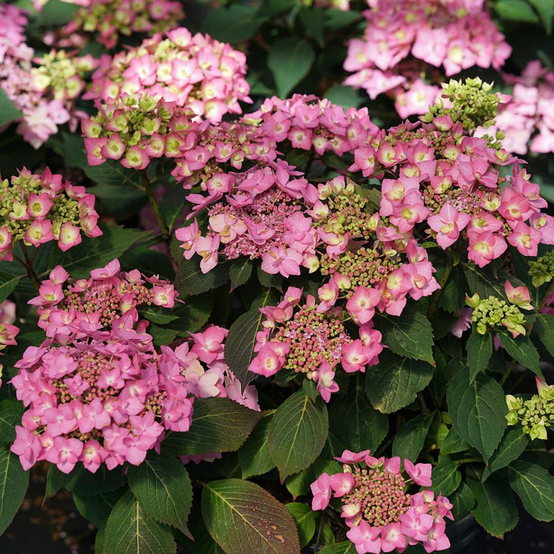 Hydrangea serrata 'SMNHSI' PP32548 Let's Dance Can Do!® Mountain Hydrangea, 3 Gallon Shrub