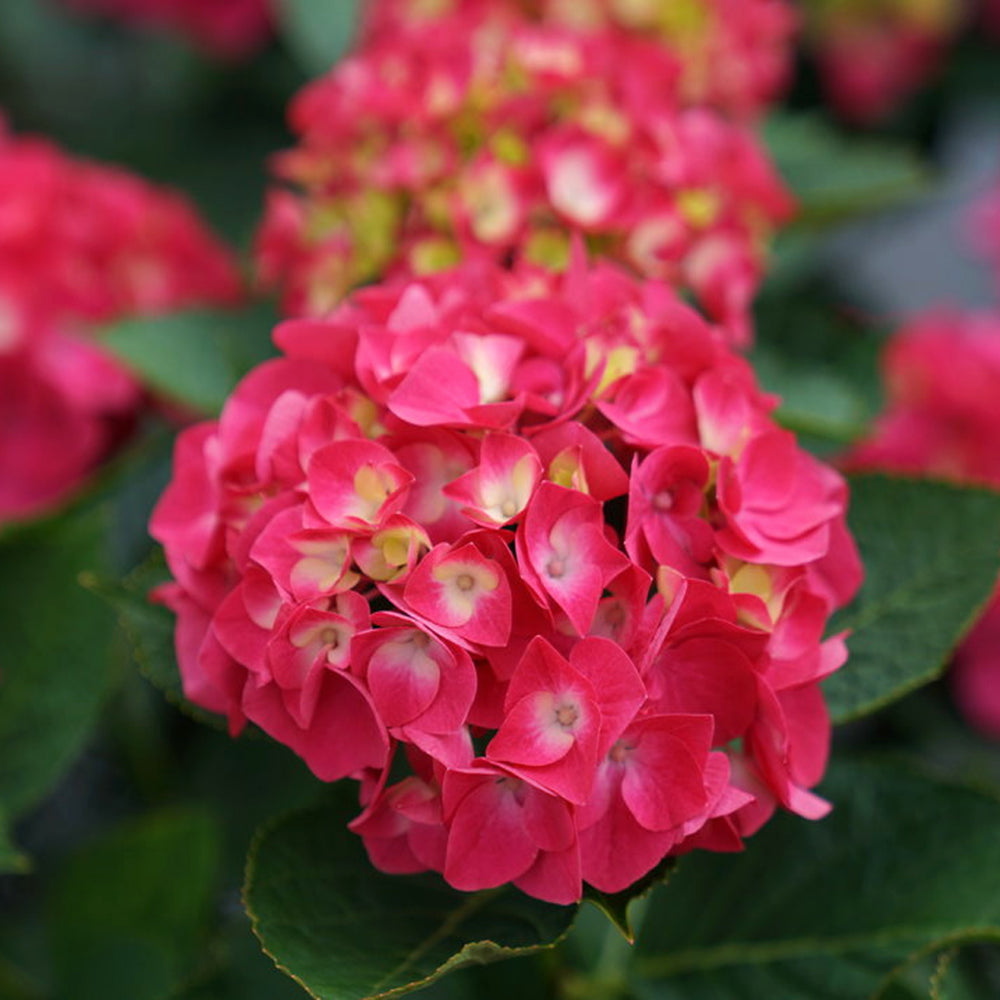 Hydrangea macrophylla 'SMNHML' PP32317 Wee Bit Giddy® Mophead Hydrangea, 2 Gallon Shrub