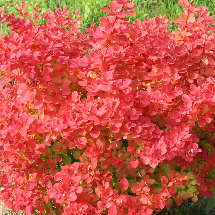 Berberis thunbergii 'NCBT2' PP33272 Sunjoy Neo® Barberry, 1 Gallon Shrub