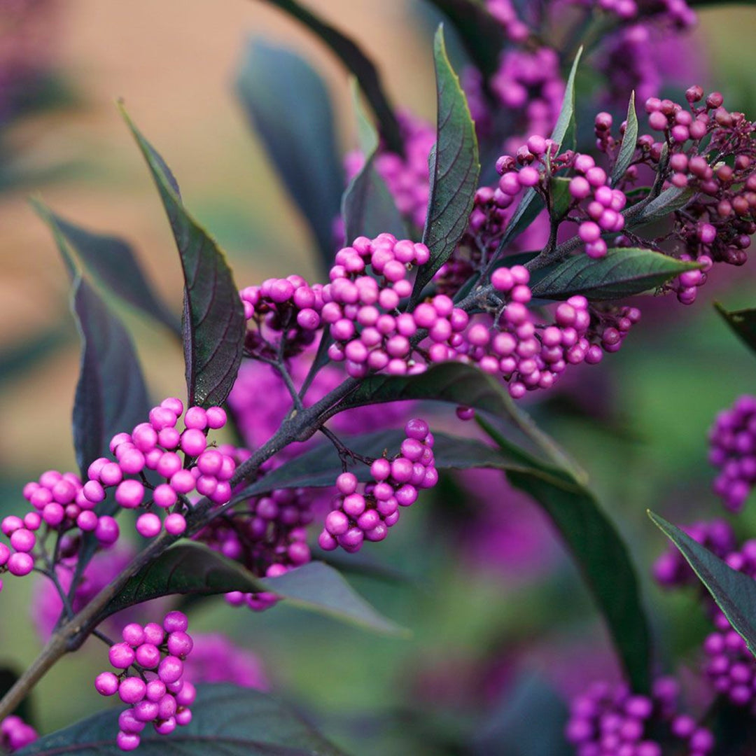 Callicarpa x 'NCCX2' PP28312 Pearl Glam® Beautyberry, 3 Gallon Shrub