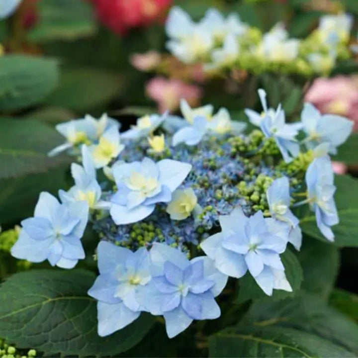 Hydrangea serrata 'SMNHSDD' PP29832 Tuff Stuff™ Ah-Ha® Mountain Hydrangea, 2 Gallon Shrub