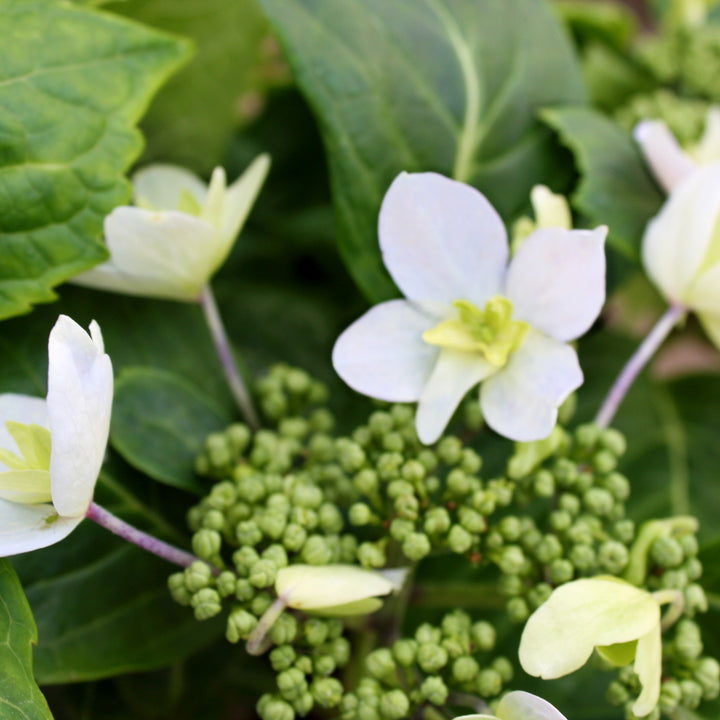 Hydrangea serrata 'SMNHSDD' PP29832 Tuff Stuff™ Ah-Ha® Mountain Hydrangea, 2 Gallon Shrub