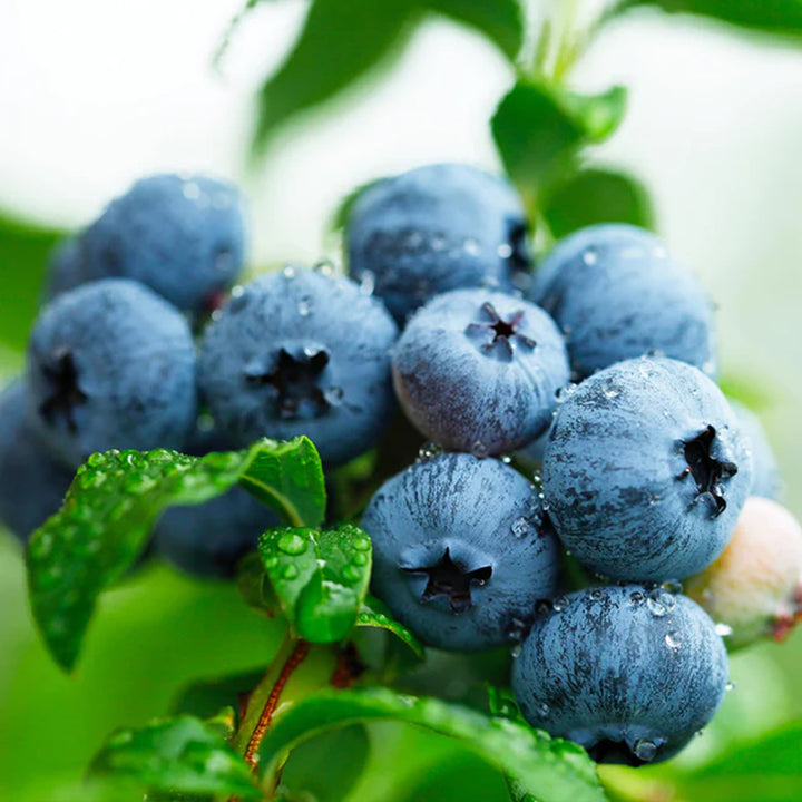Vaccinium corymbosum 'Sweetheart' Highbush Blueberry, 1 Gallon Shrub