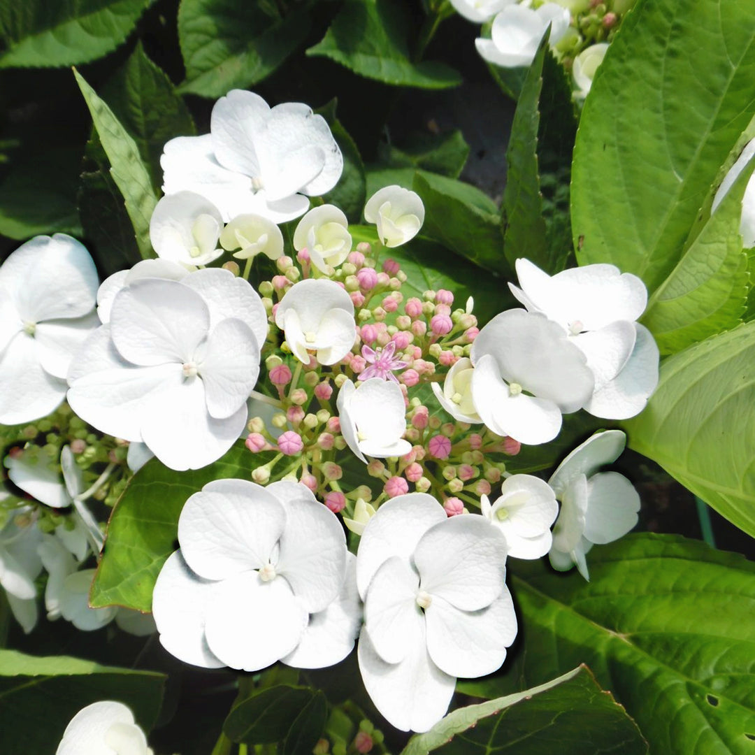 Hydrangea macrophylla 'Lybella' Lacecap Hydrangea, 2 Gallon Shrub