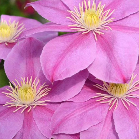 Clematis x 'Evipo056' PP27279 Boulevard® Alaina™ Clematis, 1 Gallon Vine