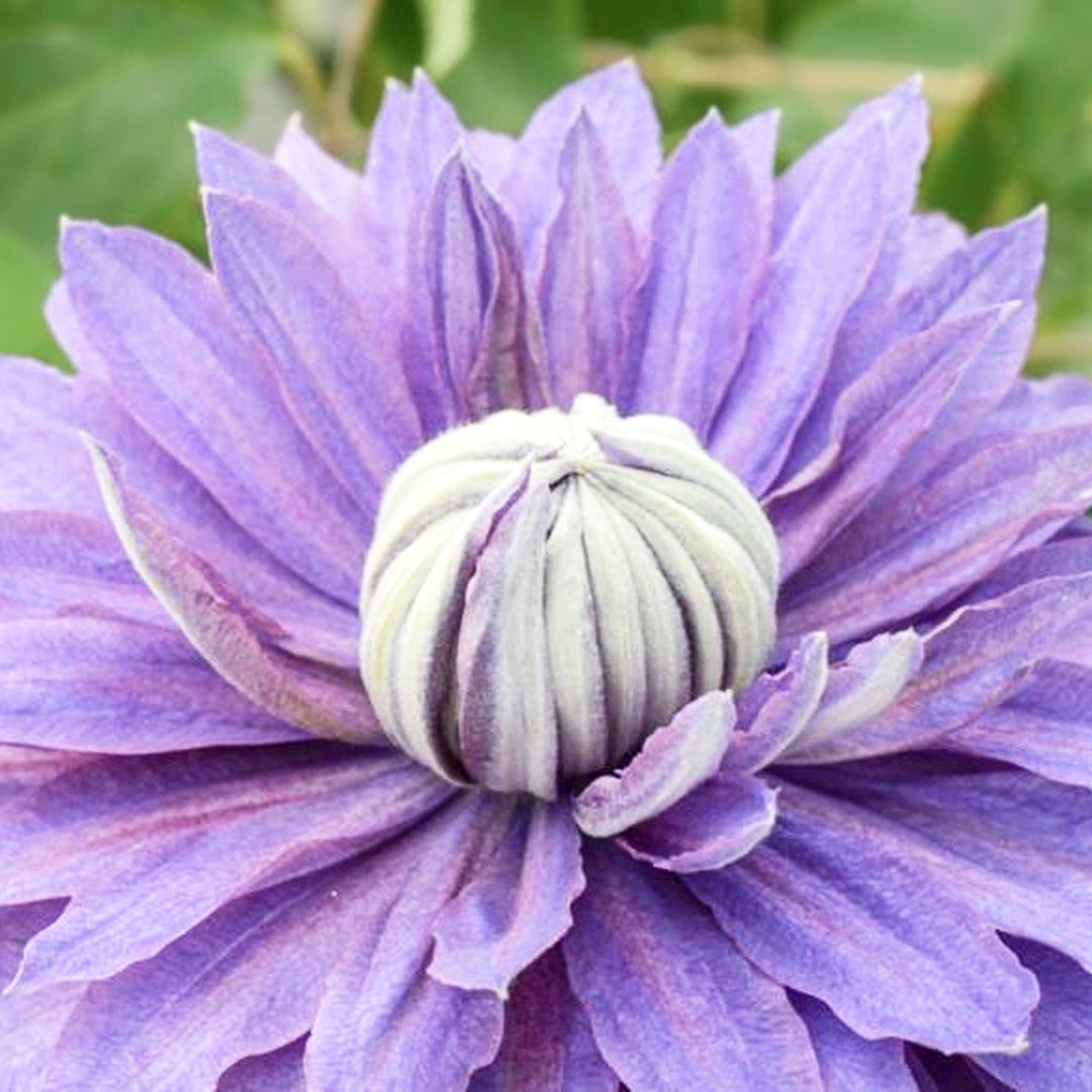 Clematis 'Evipo039' Diamantina Clematis, 1 Gallon Vine