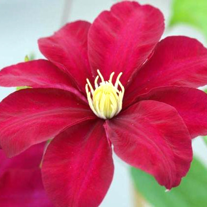 Clematis x 'Evipo081' Boulevard® Issey™ Clematis, 1 Gallon Vine