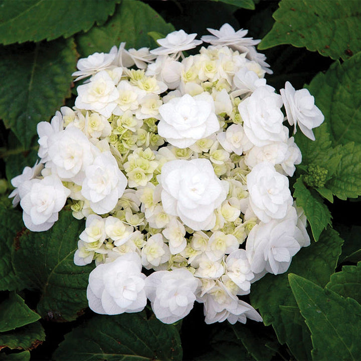 Hydrangea macrophylla 'Wedding Gown' Mophead Hydrangea, 2 Gallon Shrub