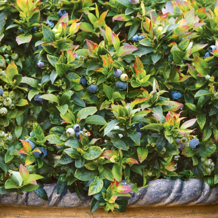 Vaccinium corymbosum 'ZF06-179' PP24662 Brazelberries Jelly Bean® Highbush Blueberry, 3 Gallon Shrub
