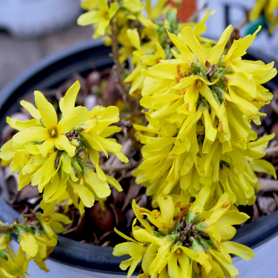 Forsythia × intermedia 'NIMBUS' PP23838 Show Off® Sugar Baby® Forsythia, 1 Gallon Shrub