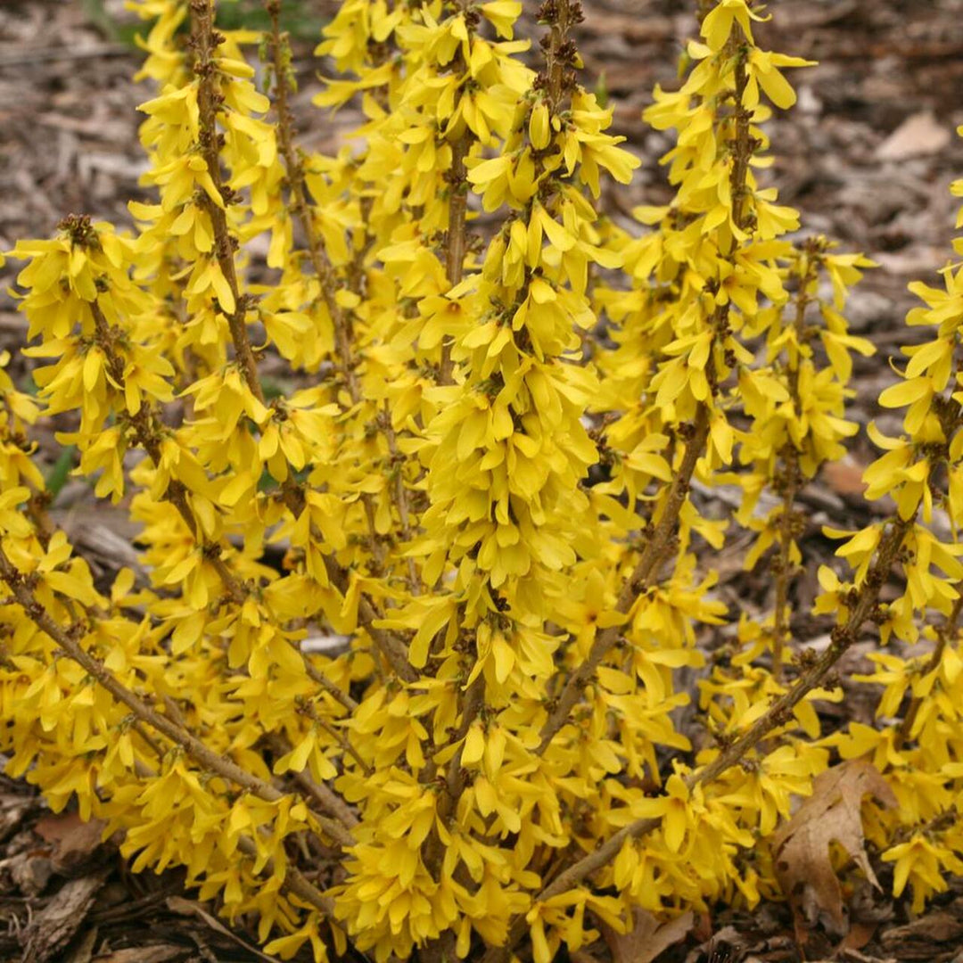 Forsythia × intermedia 'NIMBUS' PP23838 Show Off® Sugar Baby® Forsythia, 1 Gallon Shrub