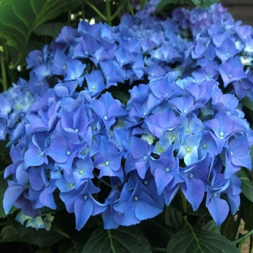 Hydrangea macrophylla 'Early Blue' Mophead Hydrangea, 2 Gallon Shrub