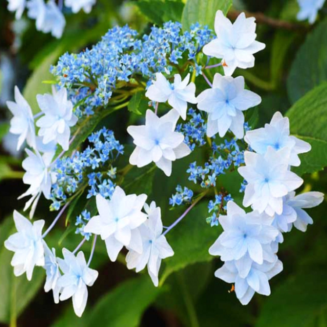 Hydrangea macrophylla 'Hanabi' Lacecap Hydrangea, 2 Gallon Shrub