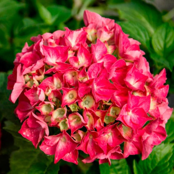 Hydrangea macrophylla 'Red Star' Mophead Hydrangea, 3 Gallon Shrub