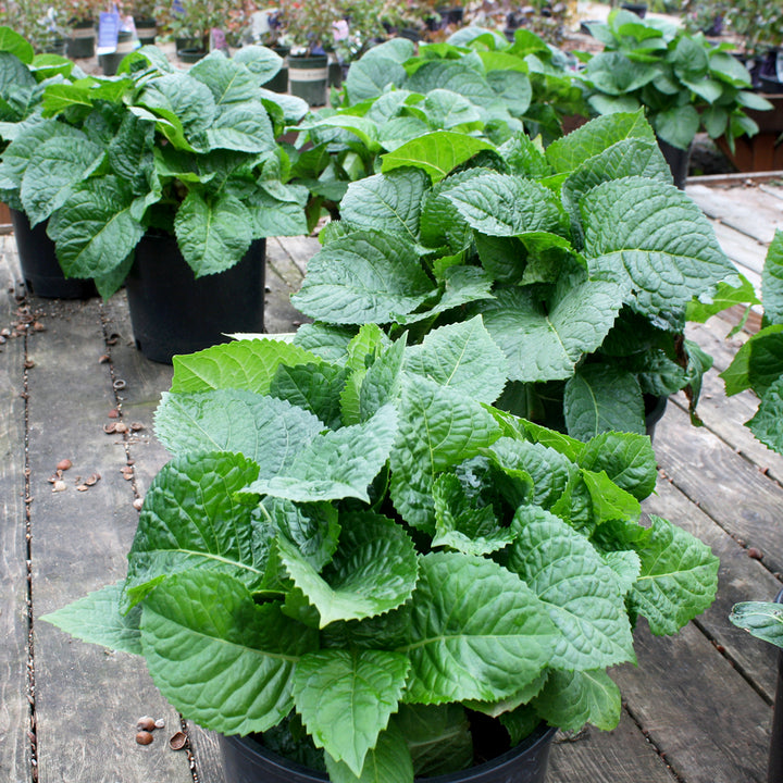 Hydrangea macrophylla 'Red Star' Mophead Hydrangea, 3 Gallon Shrub