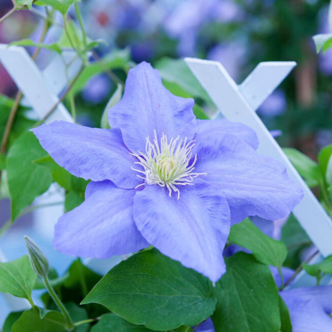 Clematis x 'Evipo061' PP27332 Boulevard® Bernadine™ Clematis, 1 Gallon Vine
