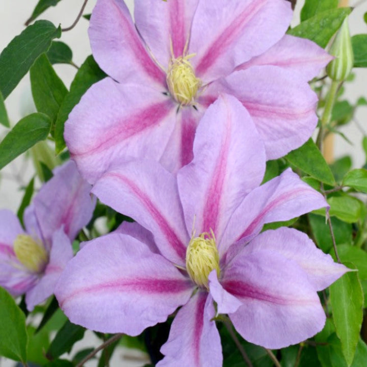 Clematis x 'Evipo111' Boulevard® Tranquilité™ Clematis, 1 Gallon Vine