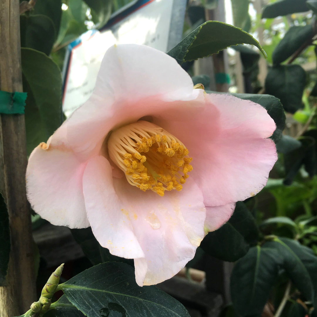 Camellia japonica 'Osakazuki' Camellia, 5 Gallon Shrub